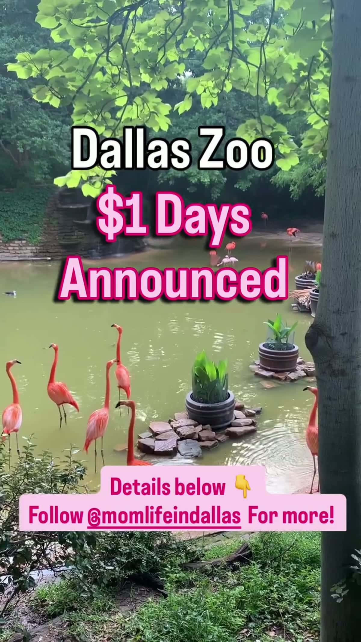 Días de $1 del Dallas Zoo: cómo funcionan y cómo no perderte el próximo