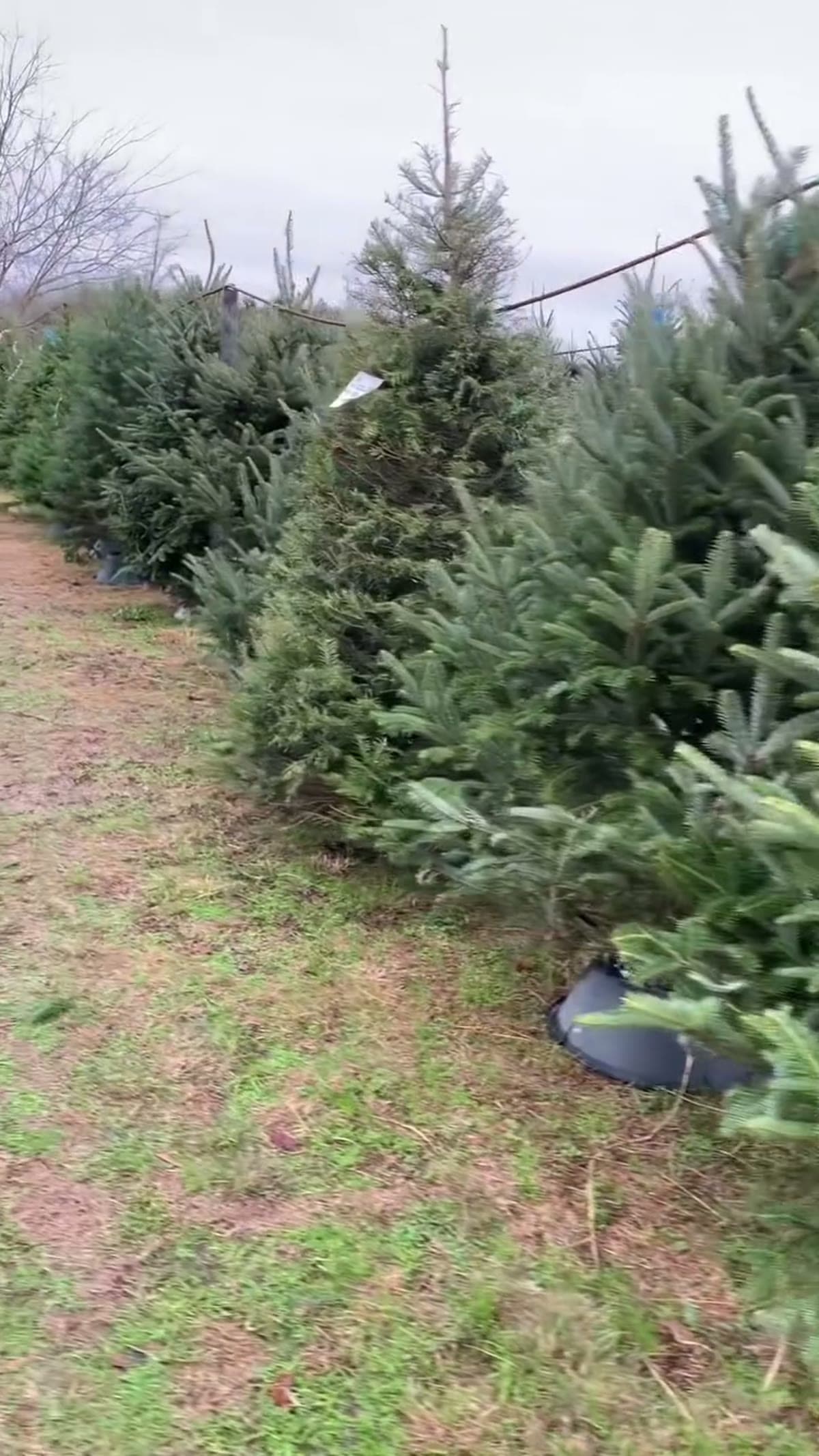 Navidad en DFW con niños: trenes, luces, Santa gratis y ICE!