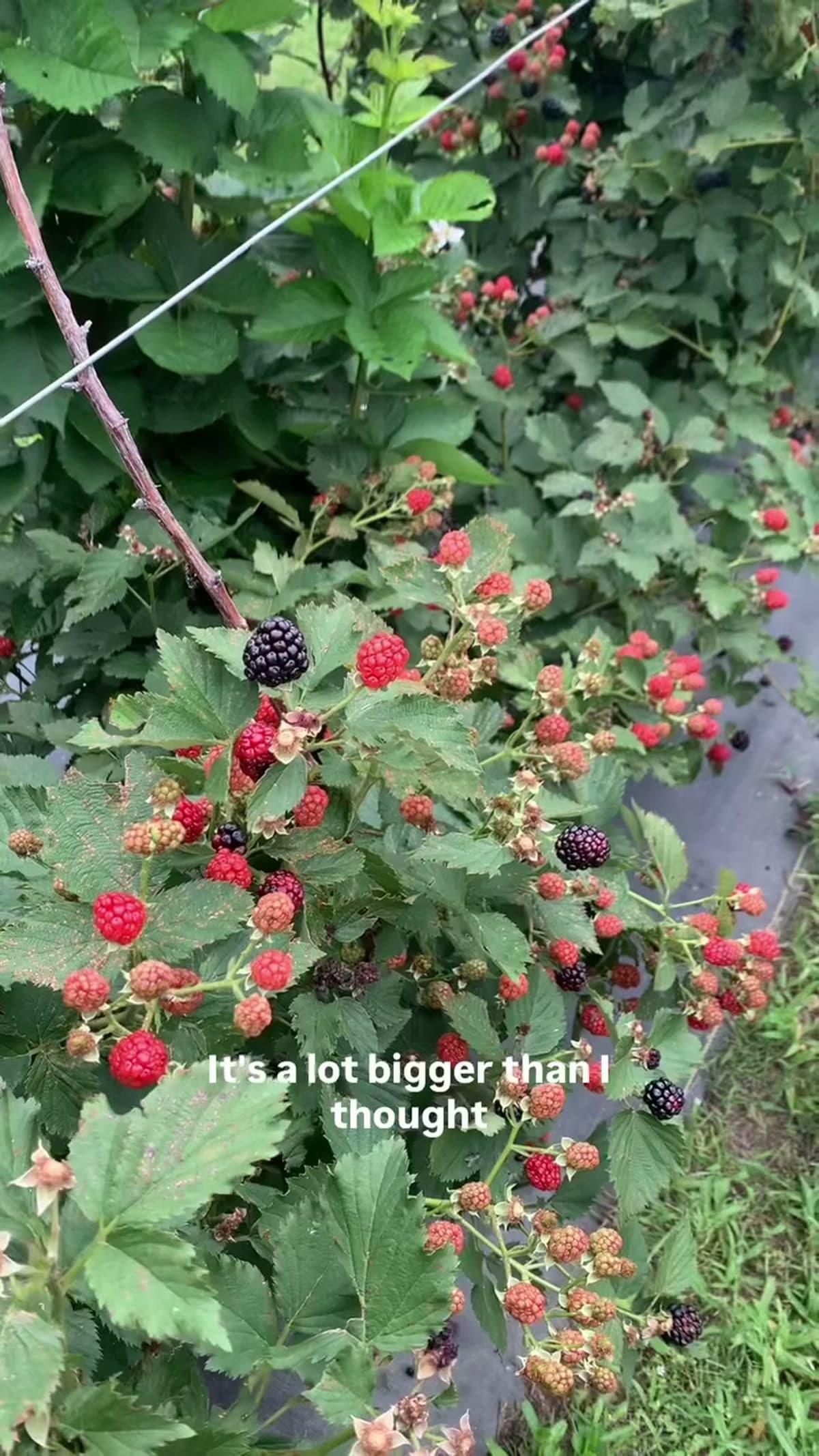 Oneal Berry Farm