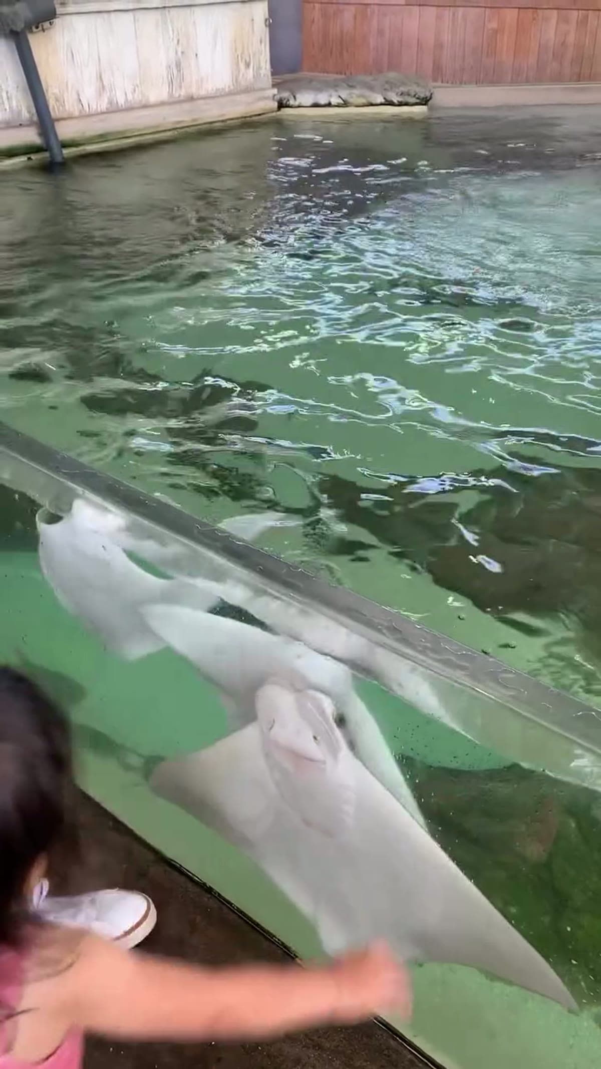 Children's Aquarium at Fair Park
