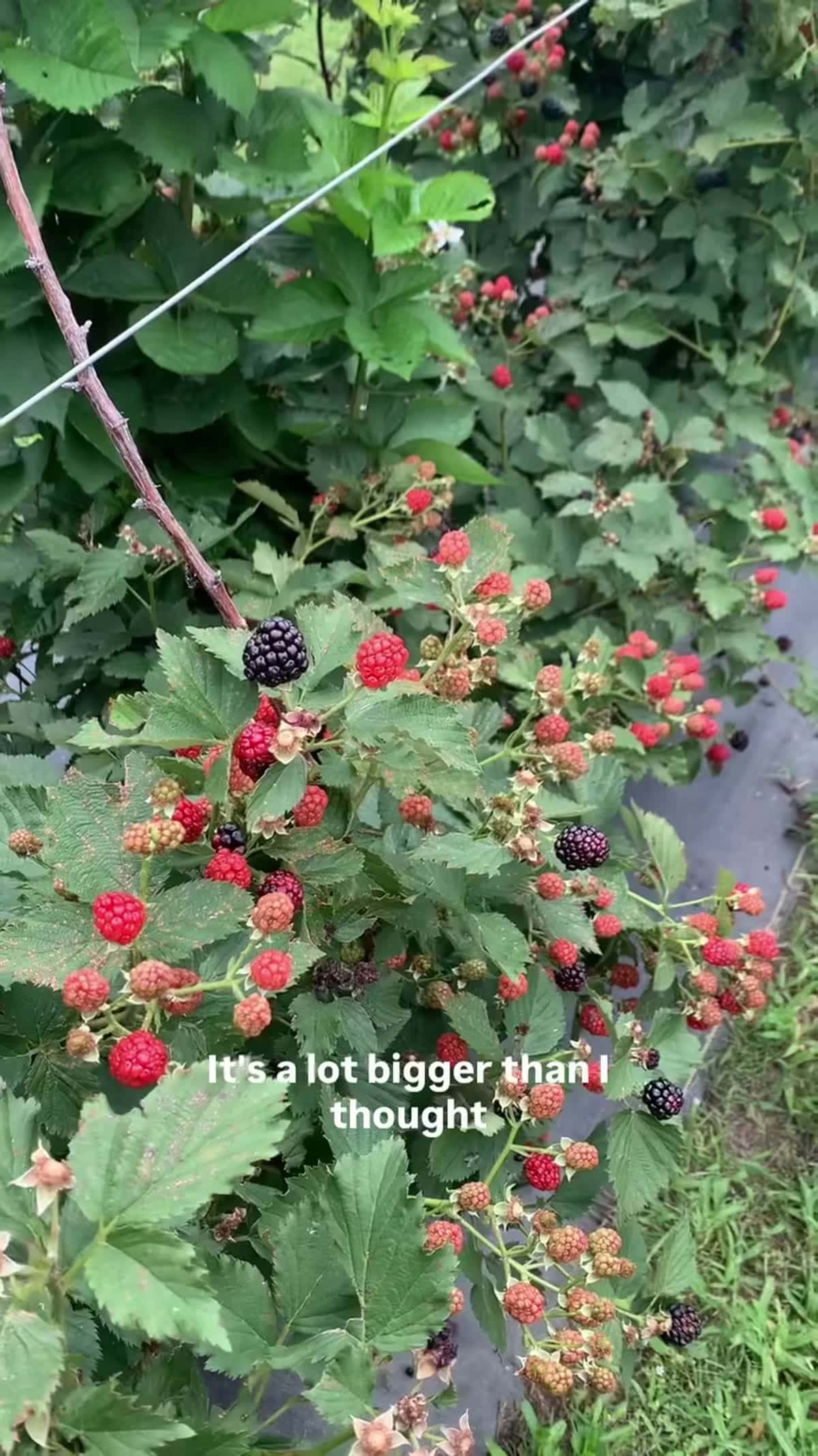 Oneal Berry Farm