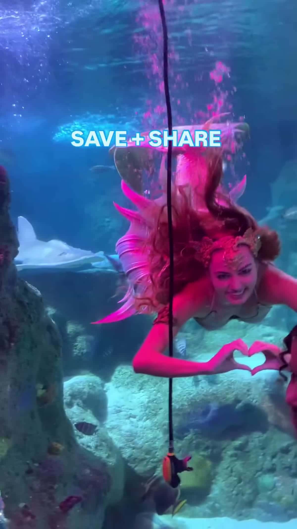 SEA LIFE Aquarium Grapevine